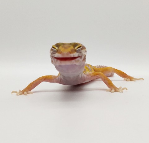 Polish_20250225_163751444