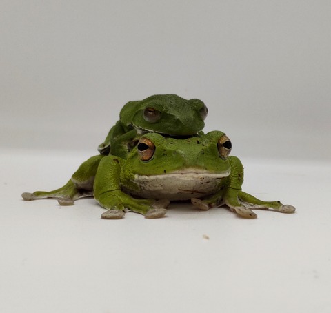 Polish_20240522_172016002