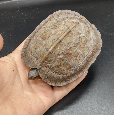 Polish_20230227_171125109