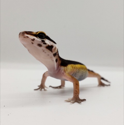 Polish_20240903_152806599