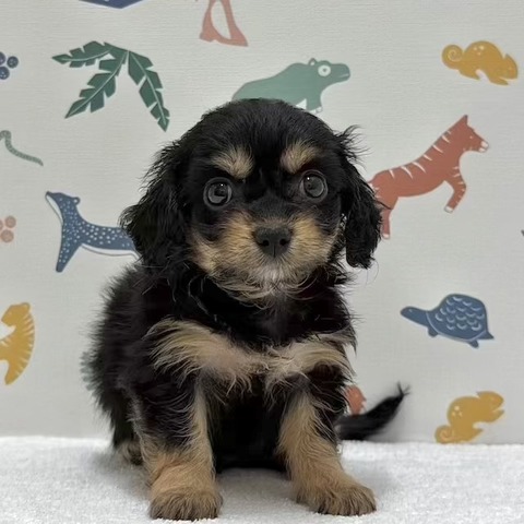 S__28901404_0