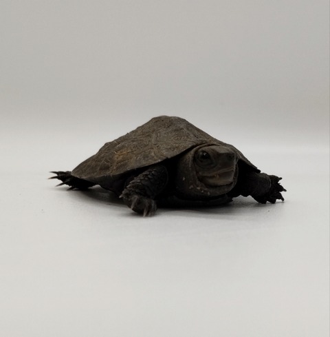 Polish_20240528_183705211