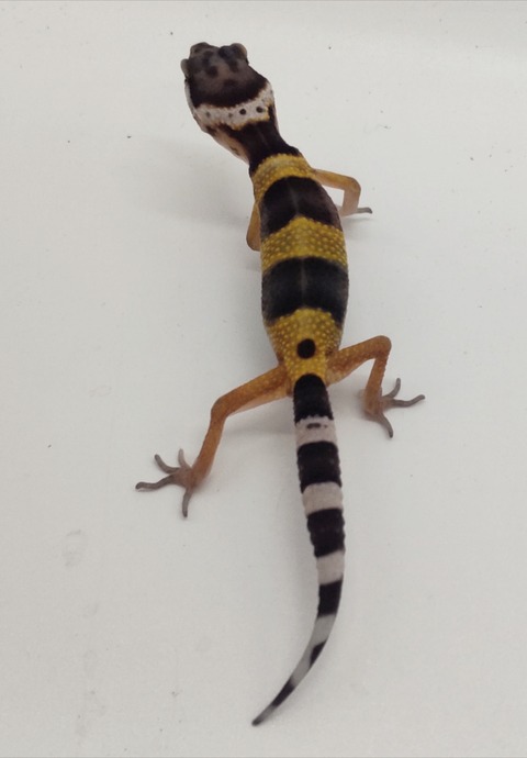 Polish_20240903_153431720