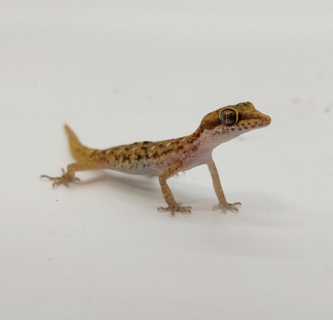 Polish_20240624_162048385