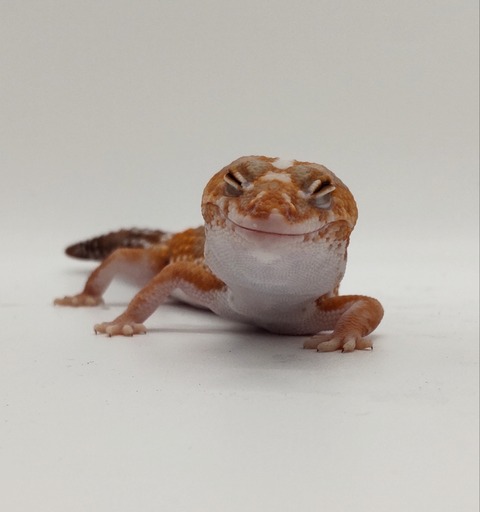 Polish_20240428_162644860