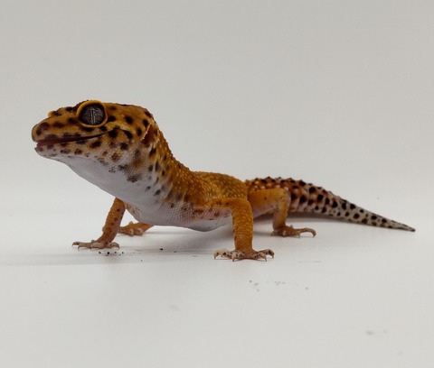 Polish_20240428_174937225