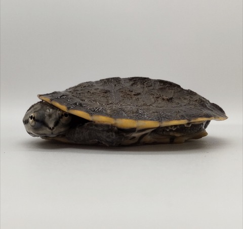 Polish_20240917_152229538