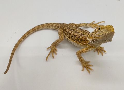 Polish_20240528_183253130