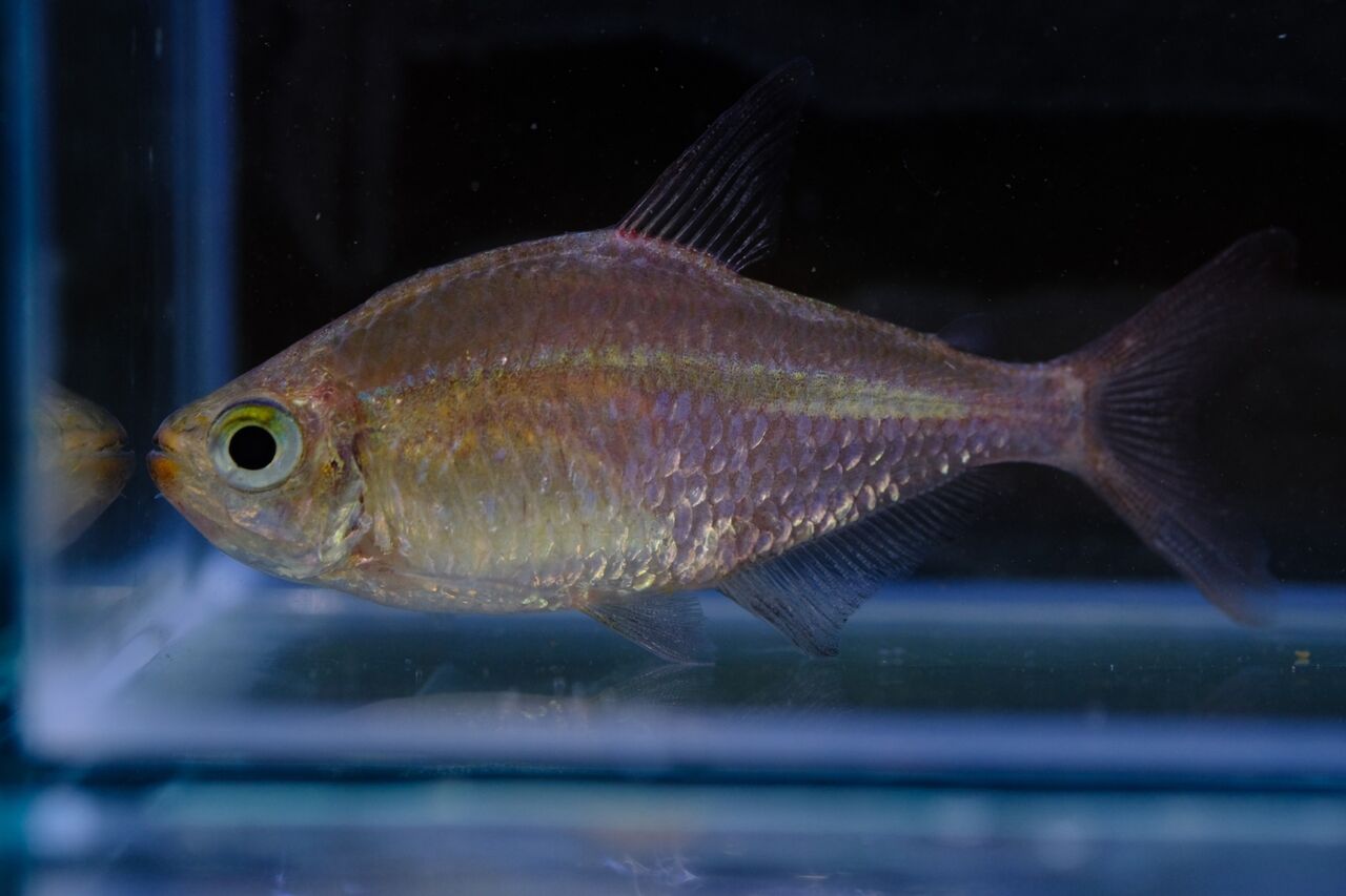 6月29日(木)熱帯魚入荷情報！ : かねだい足立店ブログ