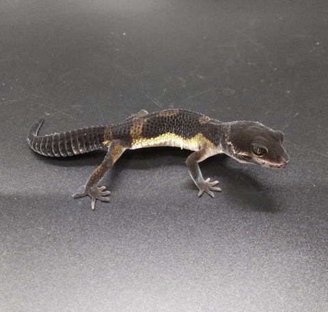 Polish_20230627_140331593