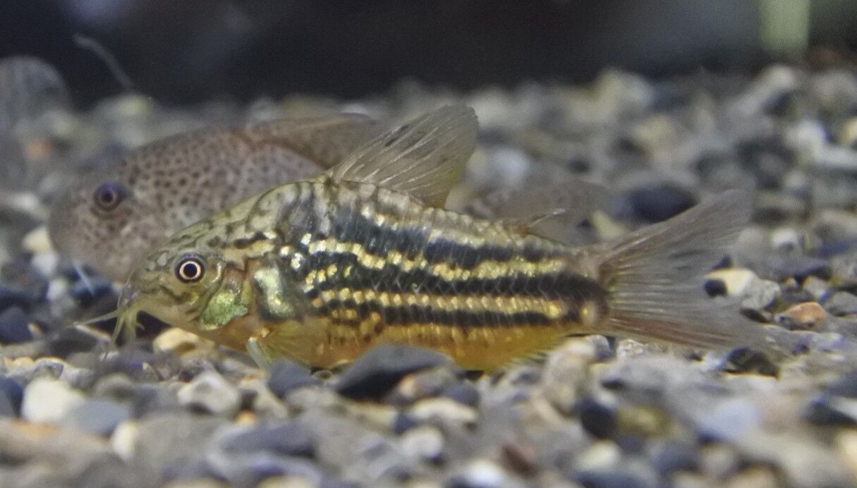 8月10日(水)熱帯魚入荷情報！ : かねだい足立店ブログ