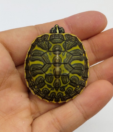 Polish_20240812_185841889