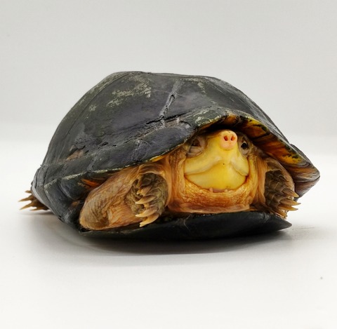 Polish_20240429_175859573