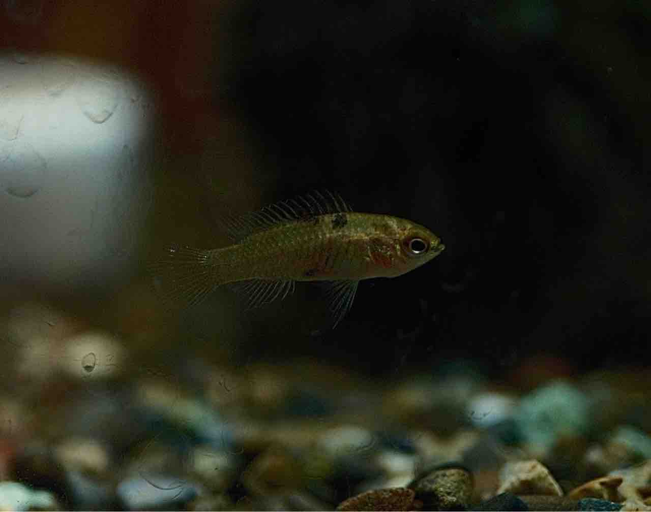 77 ブローチ 俊兼 熱帯魚 大きめ グリーントシカネ 有田焼 TK 希少-PC