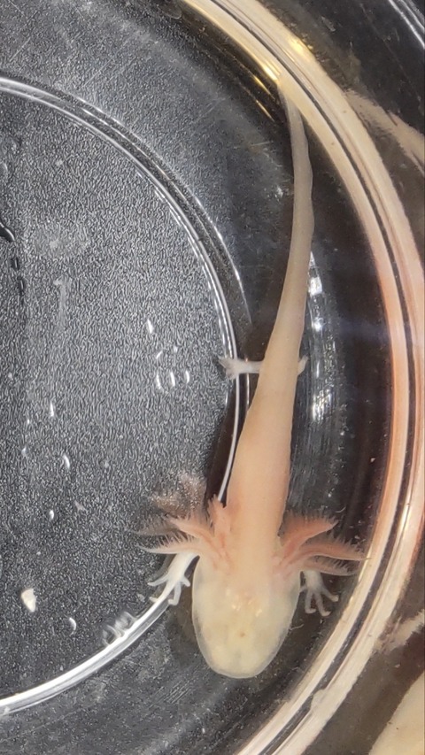 Polish_20231225_183017639