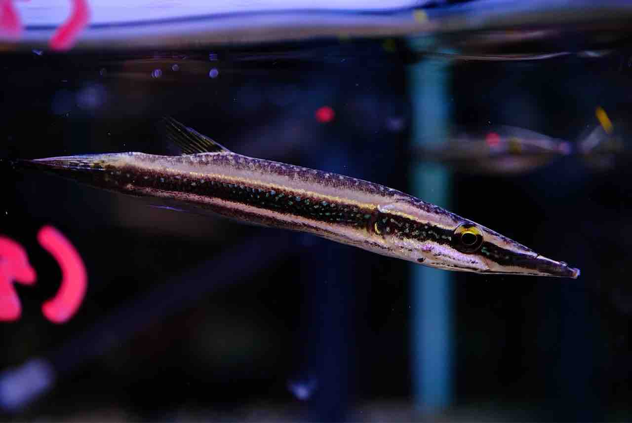 6月5日(木)熱帯魚入荷情報①🐟 : かねだい足立店ブログ