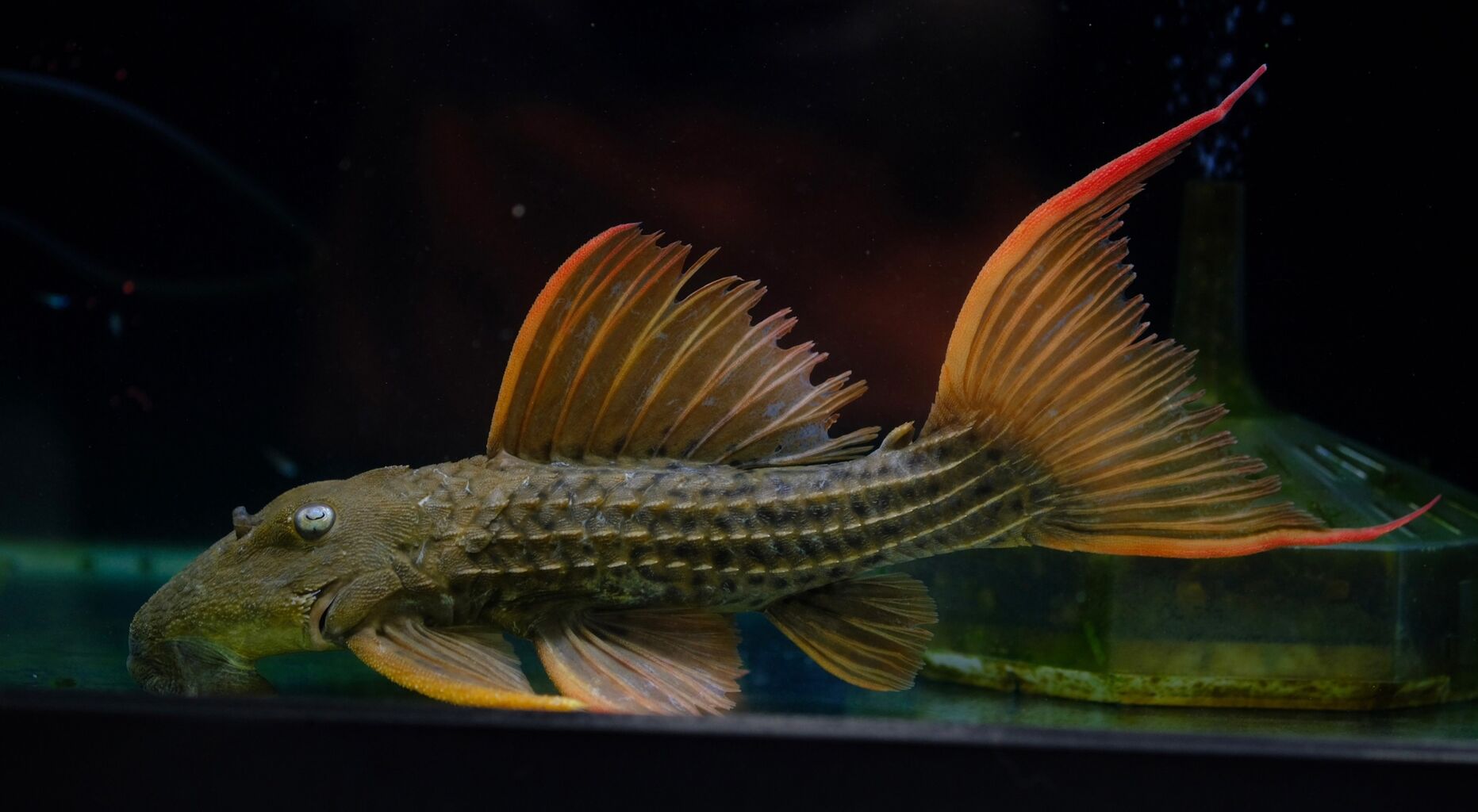2025/1/30 今日の入荷（熱帯魚、爬虫類） | アクアショップ魚力