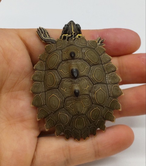 Polish_20240722_172653771