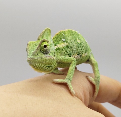 Polish_20250304_172456899