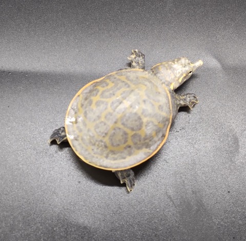 Polish_20231017_161418683