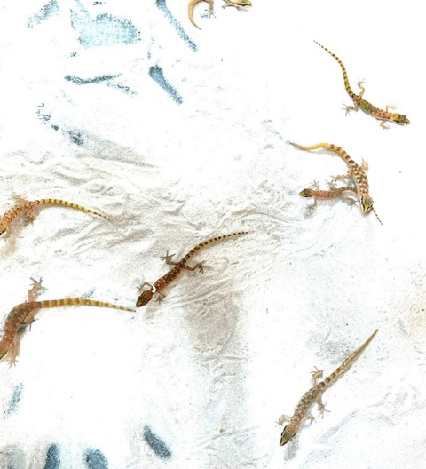 Polish_20250409_161122952