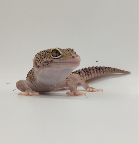 Polish_20240428_174823910