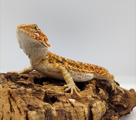 Polish_20240918_163233120