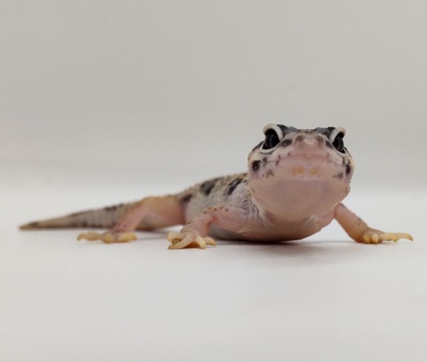 Polish_20240528_182600328