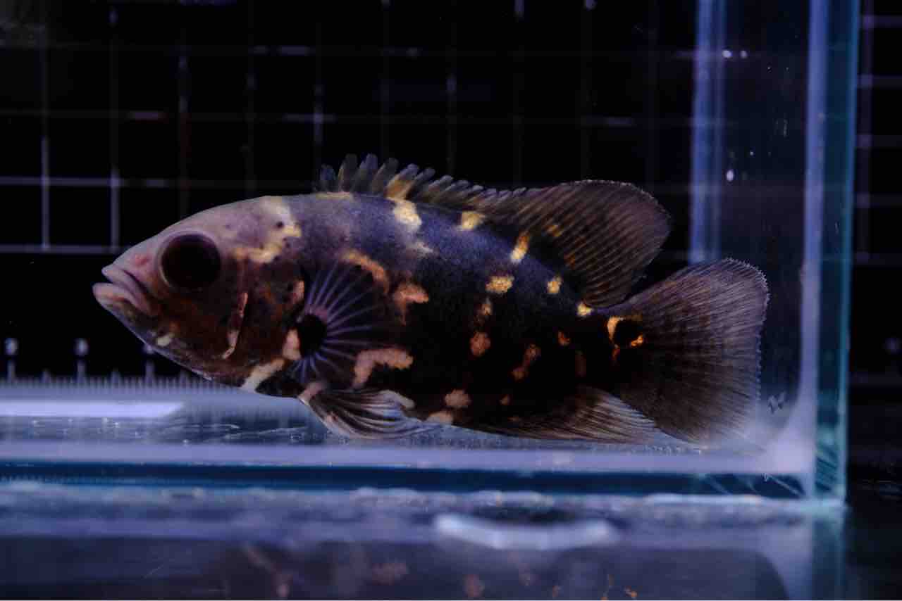 6月28日(金)熱帯魚入荷情報🔥 : かねだい足立店ブログ