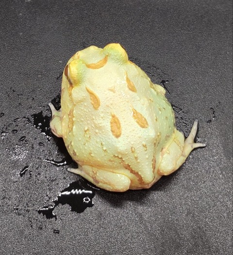 Polish_20231225_183517050