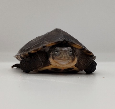 Polish_20240722_172828684