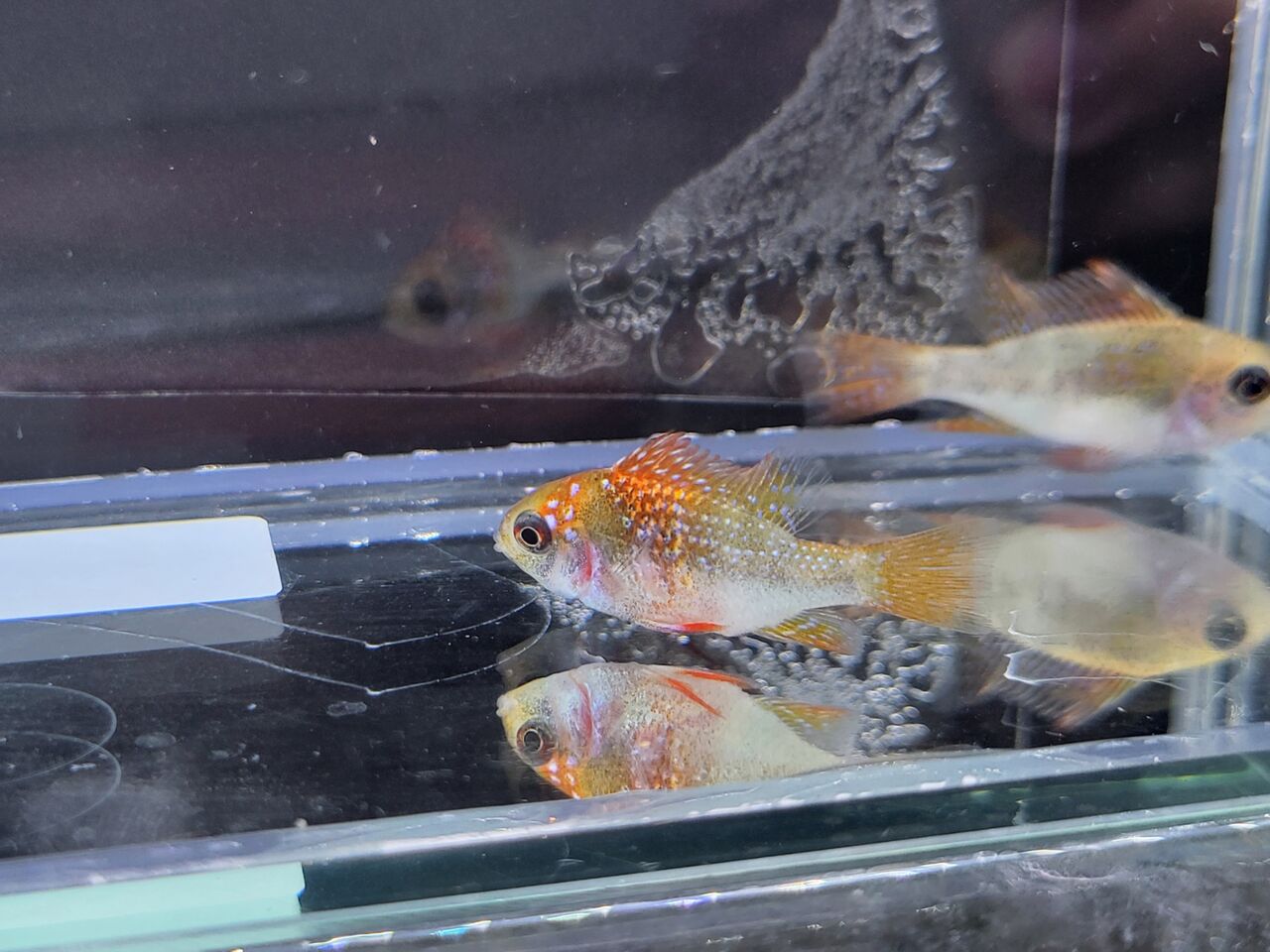 1月9日(日) 熱帯魚入荷情報 : かねだい足立店ブログ