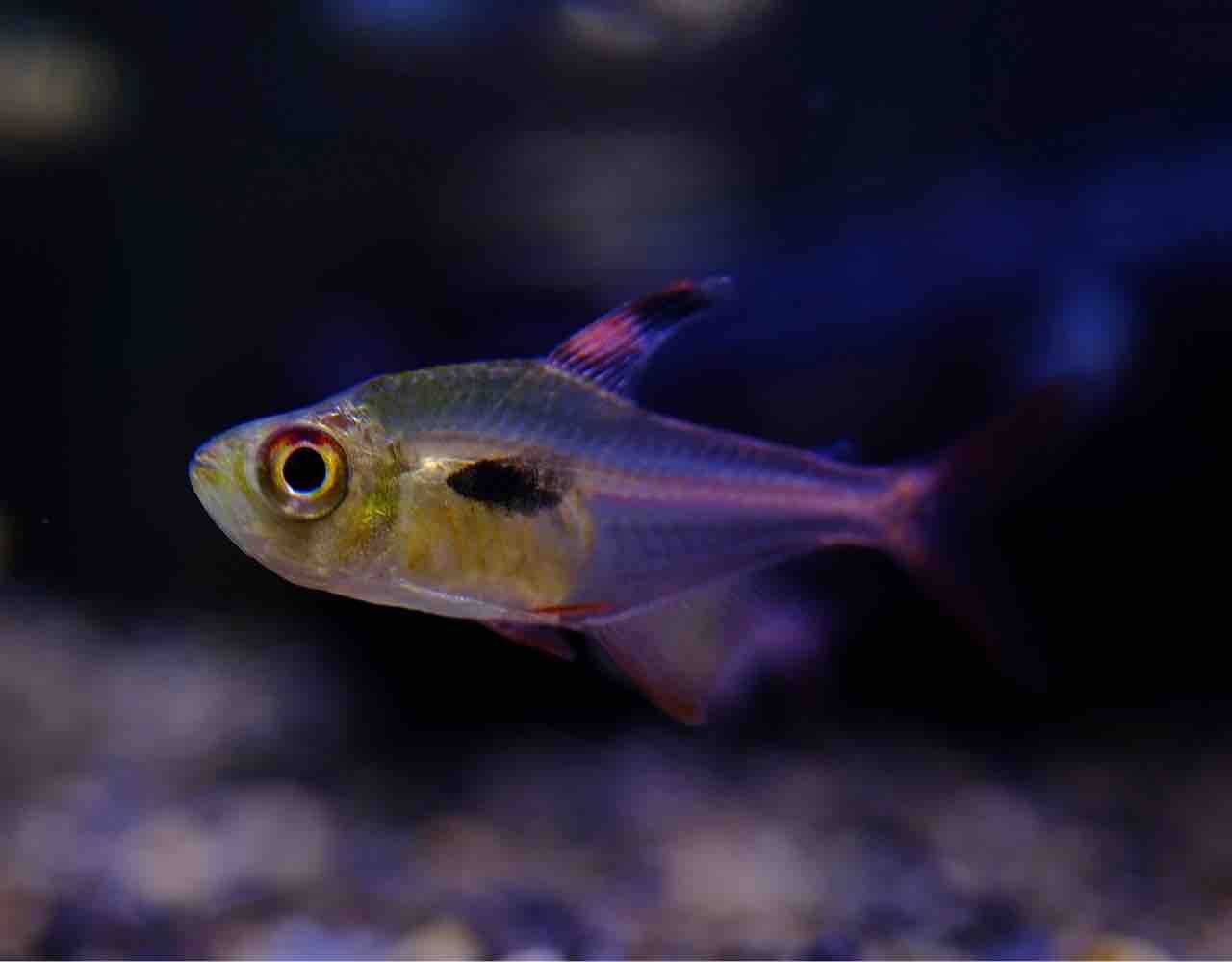 足立店熱帯魚限定特価🔥】 : かねだい足立店ブログ