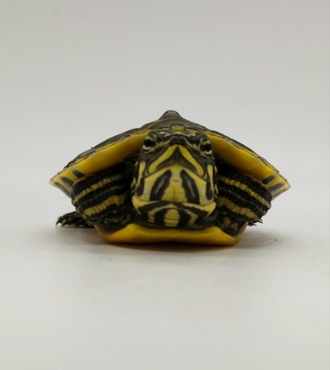 Polish_20240812_185726279