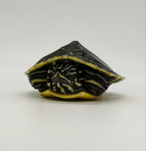 Polish_20240812_190328789