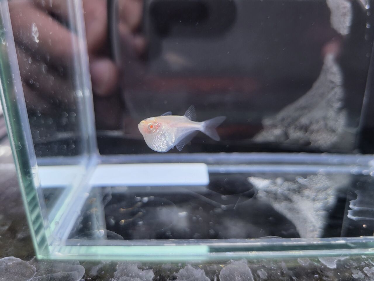 銀製熱帯魚 1月9日(日) 熱帯魚入荷情報 : かねだい足立店ブログ