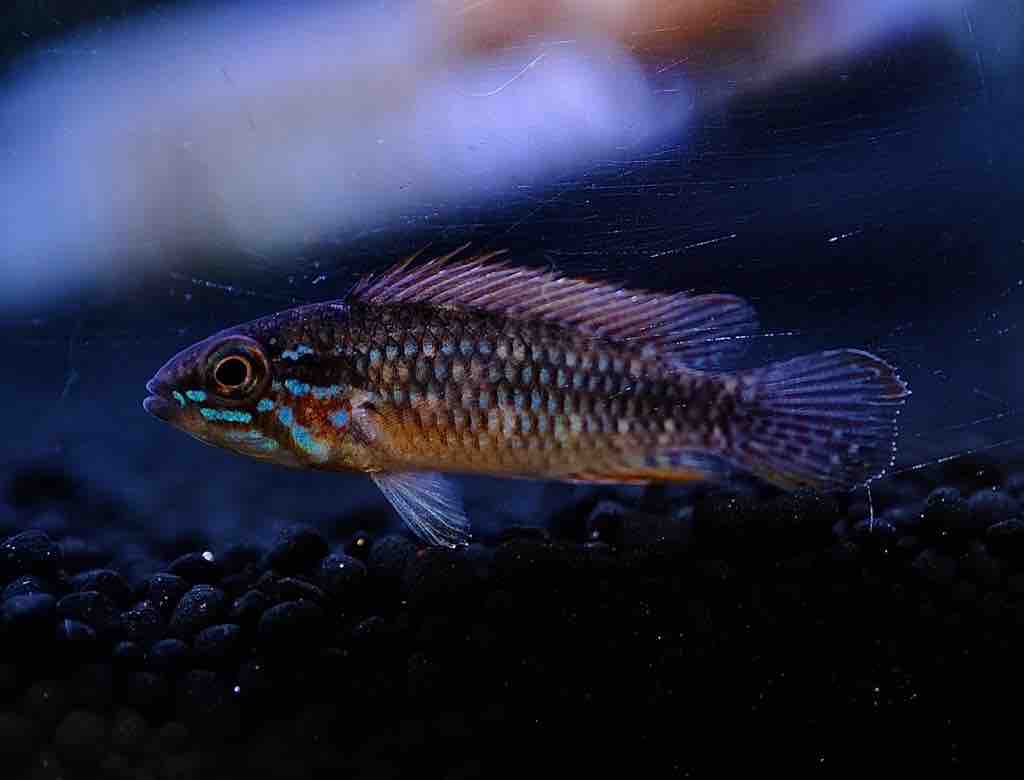 12月19日(金)熱帯魚入荷情報🐟 : かねだい足立店ブログ