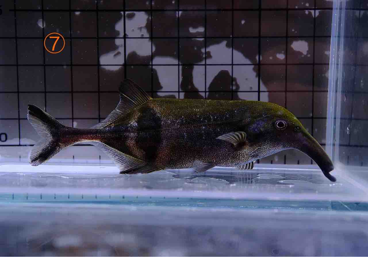 ③コンゴ便 カンピロモルミルス ヌメニウス 12㎝ほど 静岡市の熱帯魚