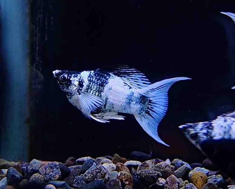 9月5日(金)熱帯魚入荷情報②🐟 : かねだい足立店ブログ
