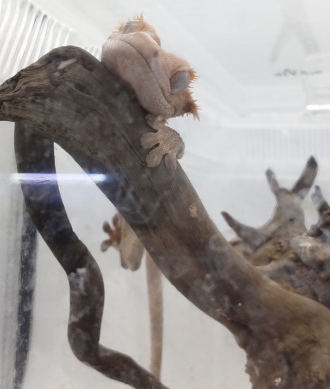 Polish_20240428_190440853