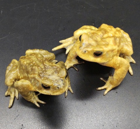 Polish_20230227_170348208