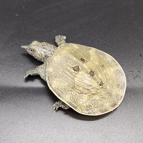 Polish_20231017_161117966