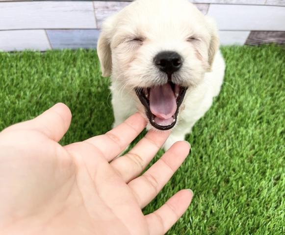 新しいわんちゃんの紹介です かねだい足立店ブログ