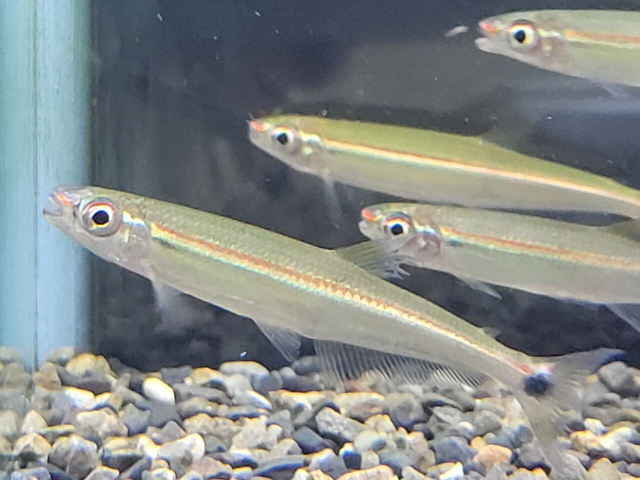 12月15日(木) 熱帯魚入荷情報 : かねだい足立店ブログ