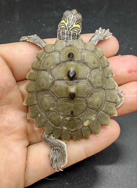 Polish_20231226_180637243