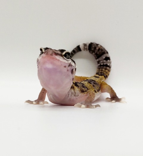 Polish_20250225_161536685