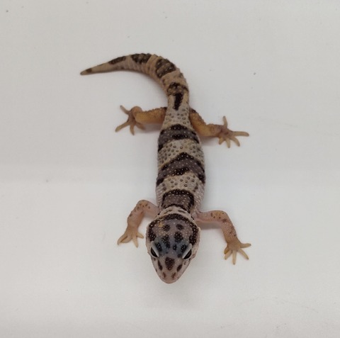 Polish_20240528_182648512