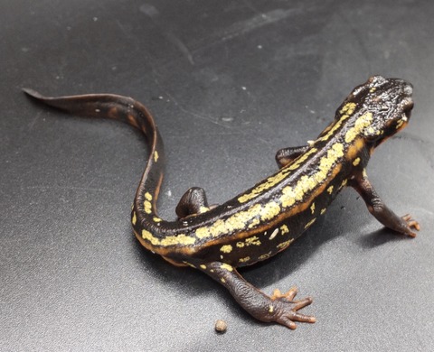 Polish_20231225_183254989