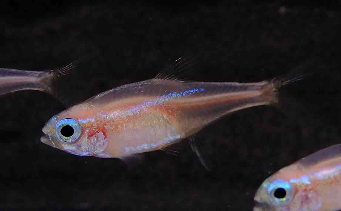 1月19日(金)熱帯魚入荷情報②⚡️ : かねだい足立店ブログ