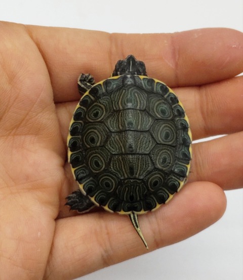 Polish_20240812_185632109